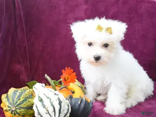 Maltese dogs Mason 🦴 - Ad 2
