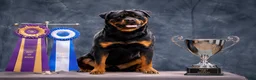 Rottweiler dogs for sale: Dior - Ad 7