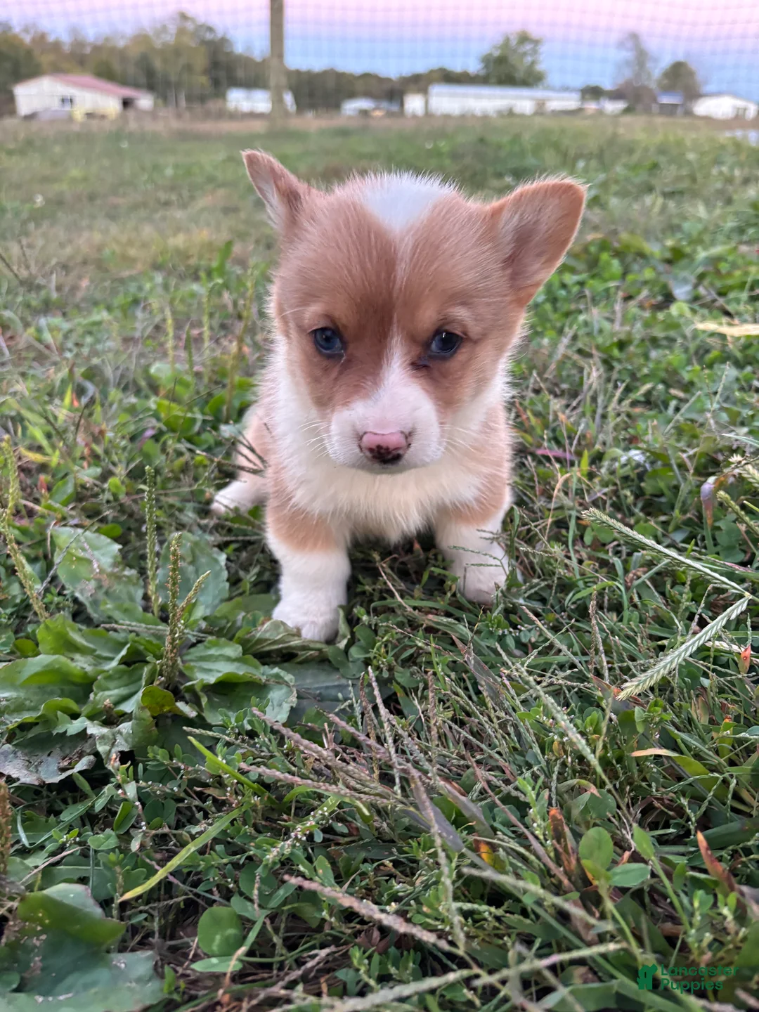 Welsh Corgi Pembroke dogs for sale: Ruby - Ad 1