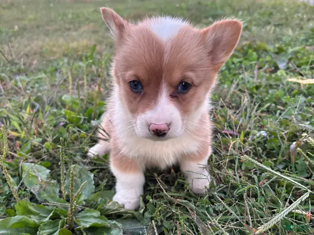 Welsh Corgi Pembroke dogs for sale: Ruby - Ad 1