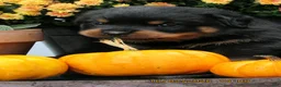 Rottweiler dogs for sale: Rottweiler 2 Rosie - Ad 2