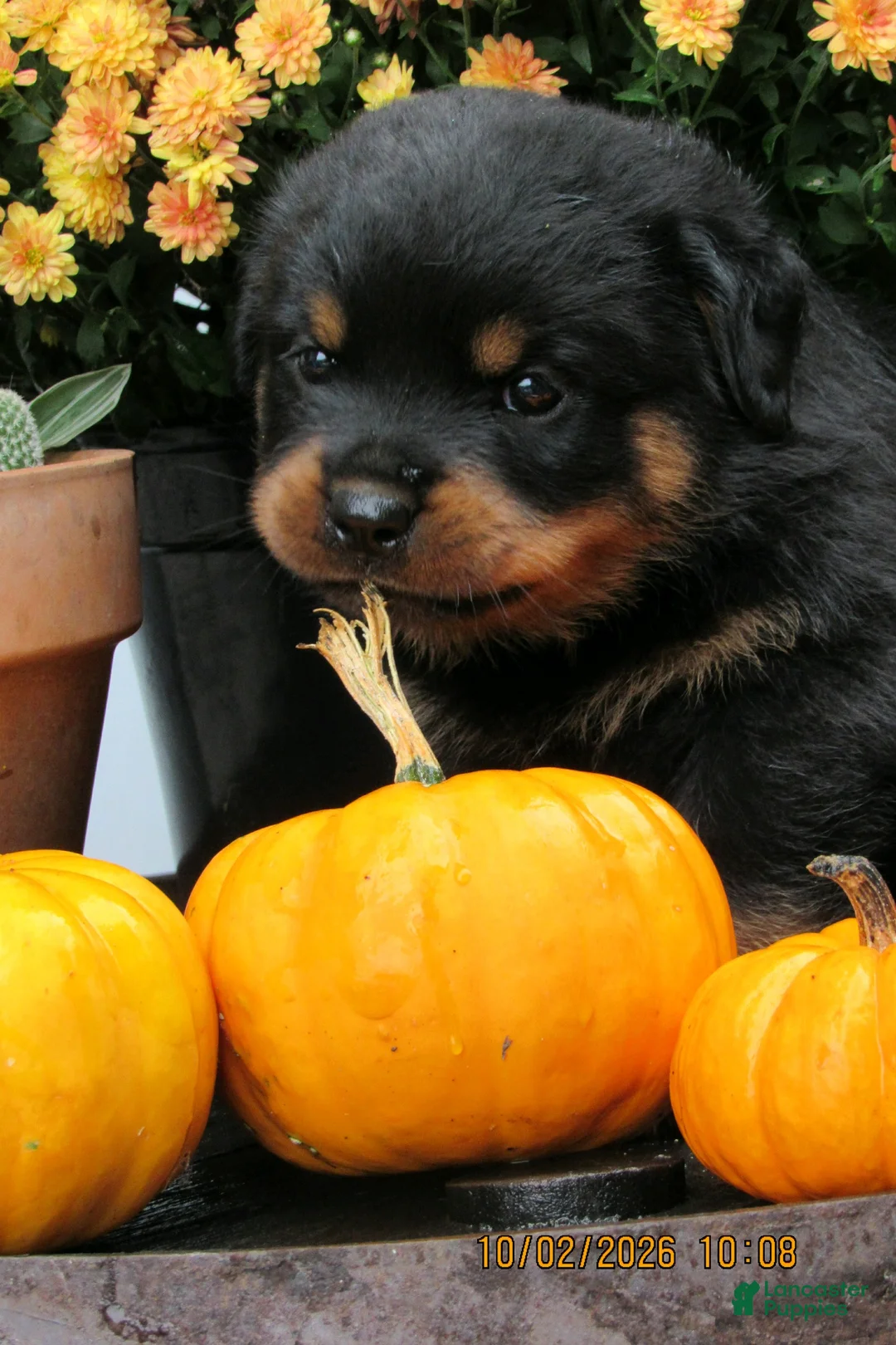Rottweiler dogs for sale: Rottweiler 2 Rosie - Ad 2