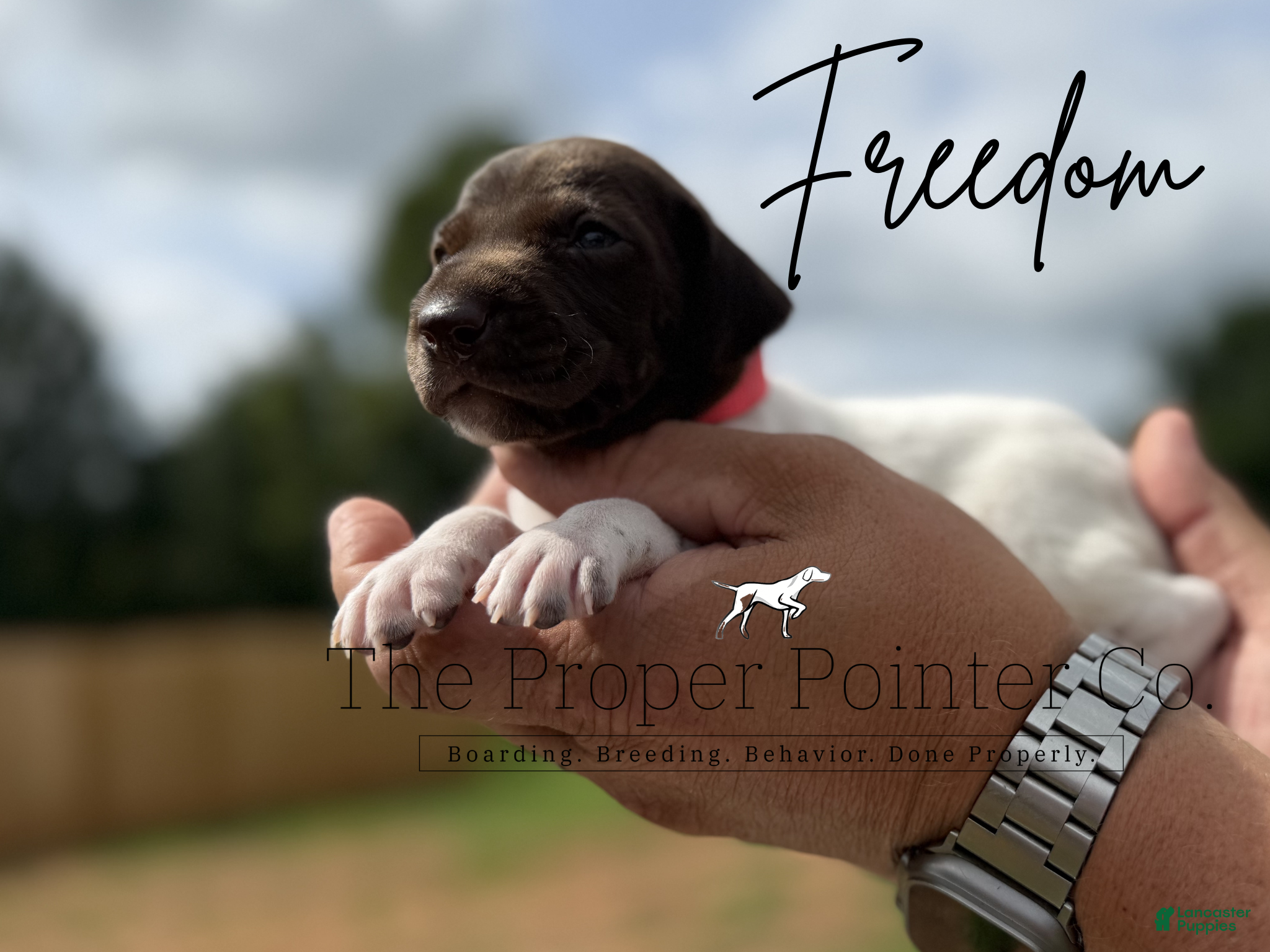 German Shorthaired Pointer dogs Freedom  - Ad 1
