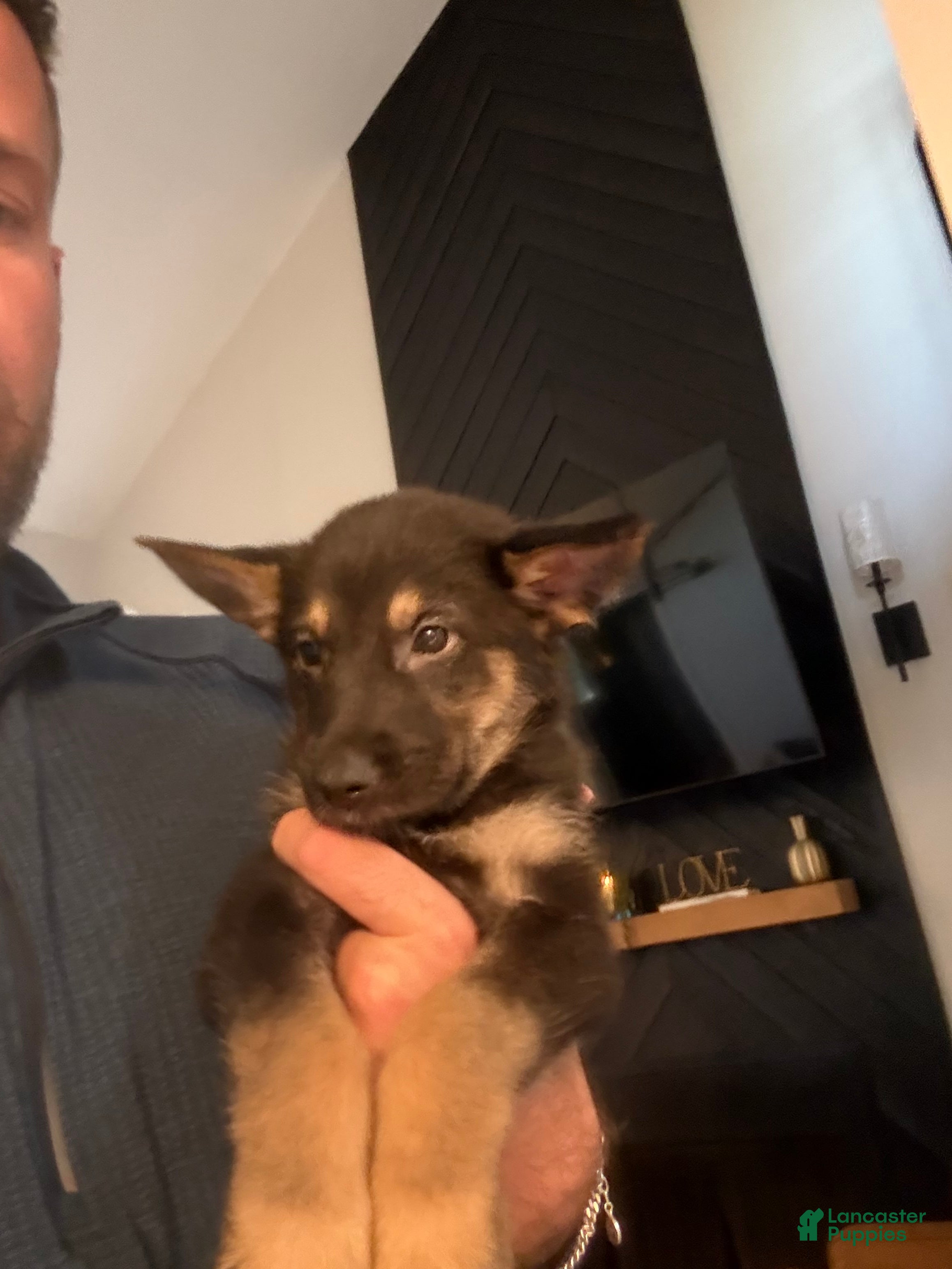 German Shepherd dogs German Shepherd 4 - Ad 1