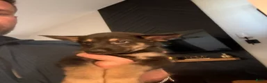German Shepherd 4