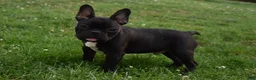 French Bulldog dogs for sale: Brady - Ad 4