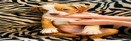 Mixed Breed dogs for sale: Mixed Breed 4 - Ad 2