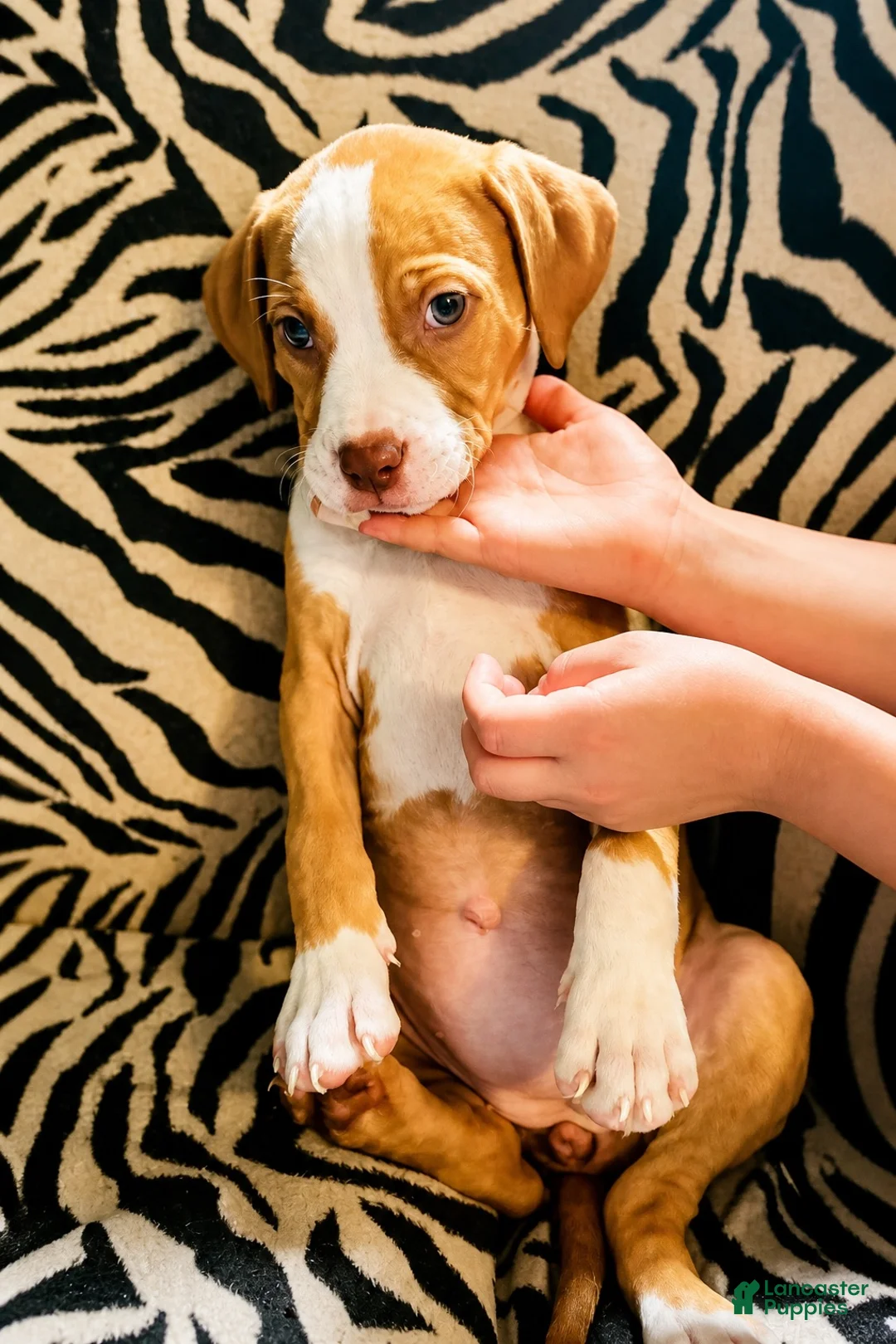 Mixed Breed dogs for sale: Mixed Breed 4 - Ad 2
