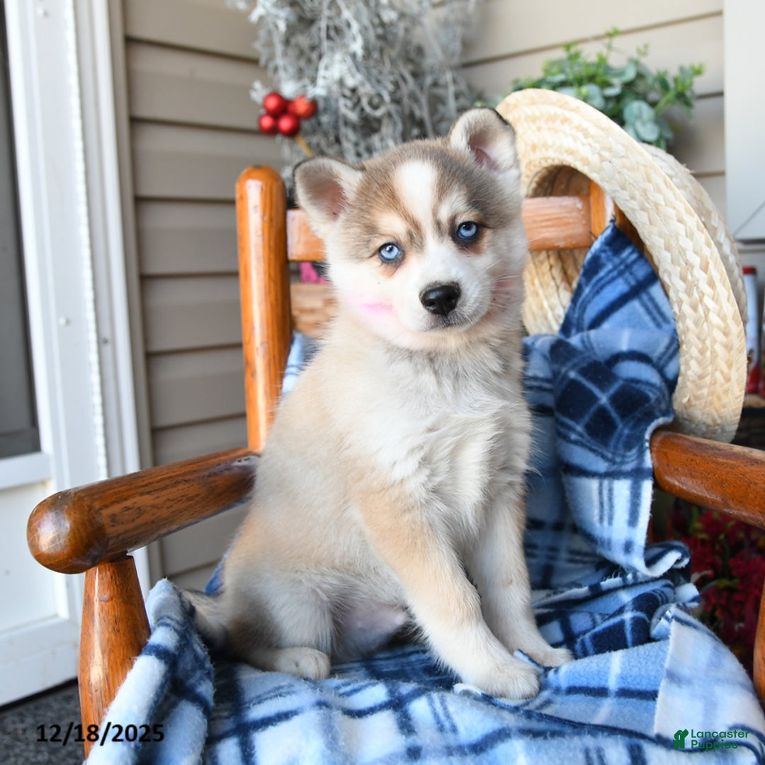 Alaskan Klee Kai dogs for sale: North - Ad 1
