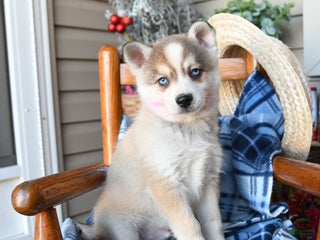 Alaskan Klee Kai dogs North - Ad 6