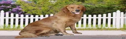 Goldendoodle dogs for sale: Wilhelma - Ad 5