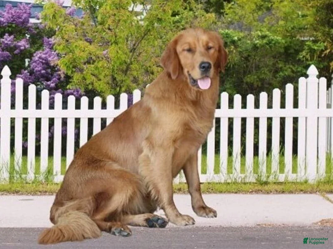 Goldendoodle dogs for sale: Wilhelma - Ad 5