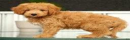 Mini Goldendoodle dogs for sale: Sammy - Ad 3