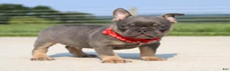 French Bulldog dogs for sale: Brock - Ad 4