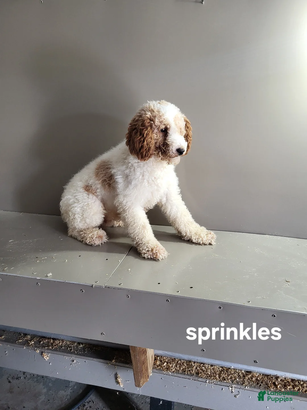 Miniature Poodle dogs for sale: Connor - Ad 2