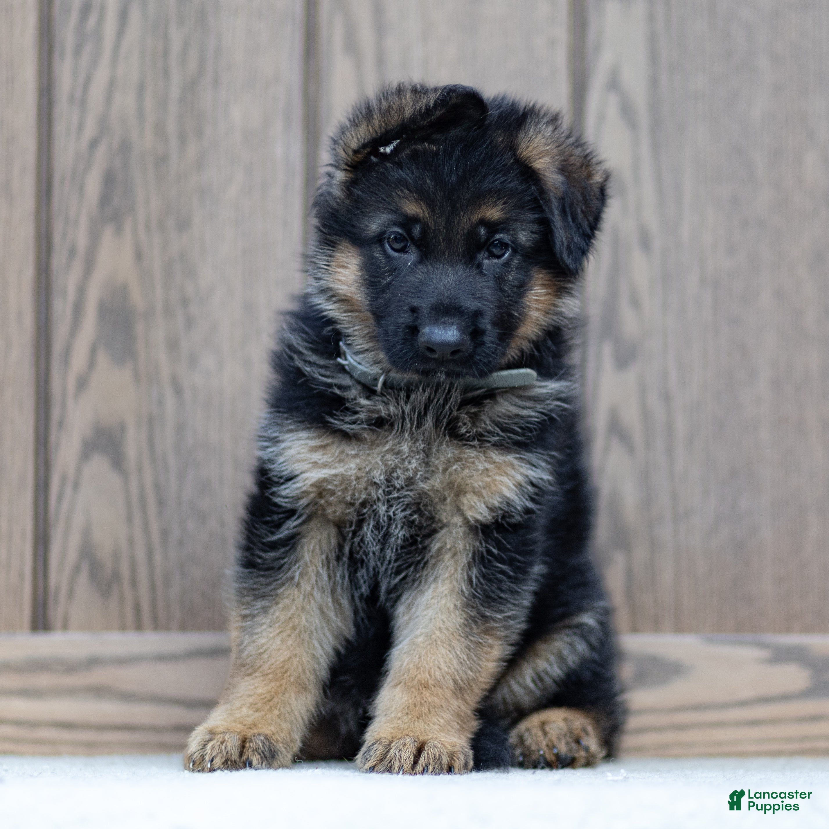 German Shepherd dogs Zeus - Ad 2