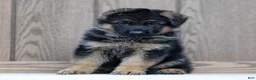 German Shepherd dogs for sale: Zeus - Ad 2