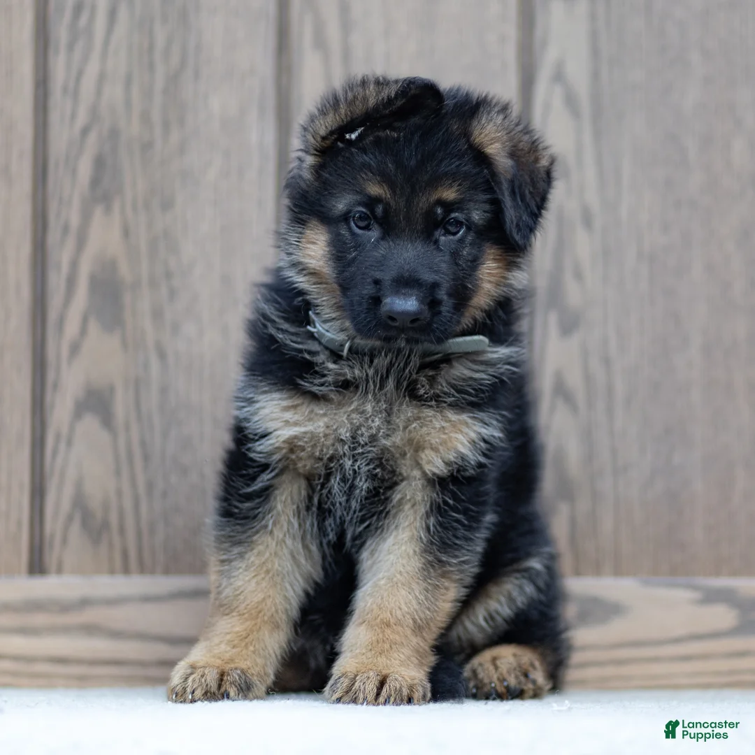 German Shepherd dogs for sale: Zeus - Ad 2