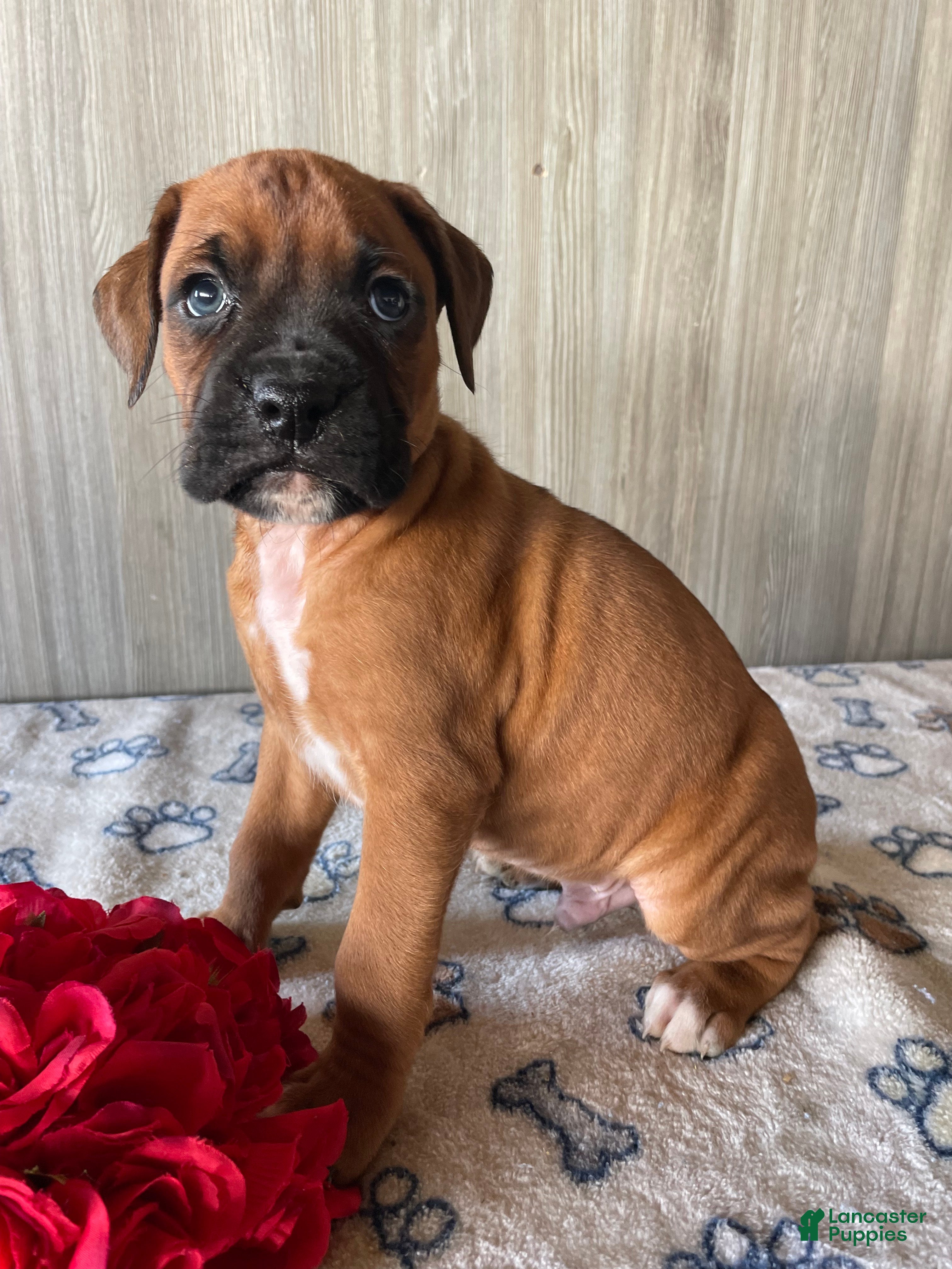 Boxer dogs Benny - Ad 18