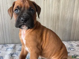 Boxer dogs Benny - Ad 18