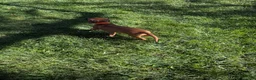 Rhodesian Ridgeback dogs for sale: Rhodesian Ridgeback 3 - Ad 2