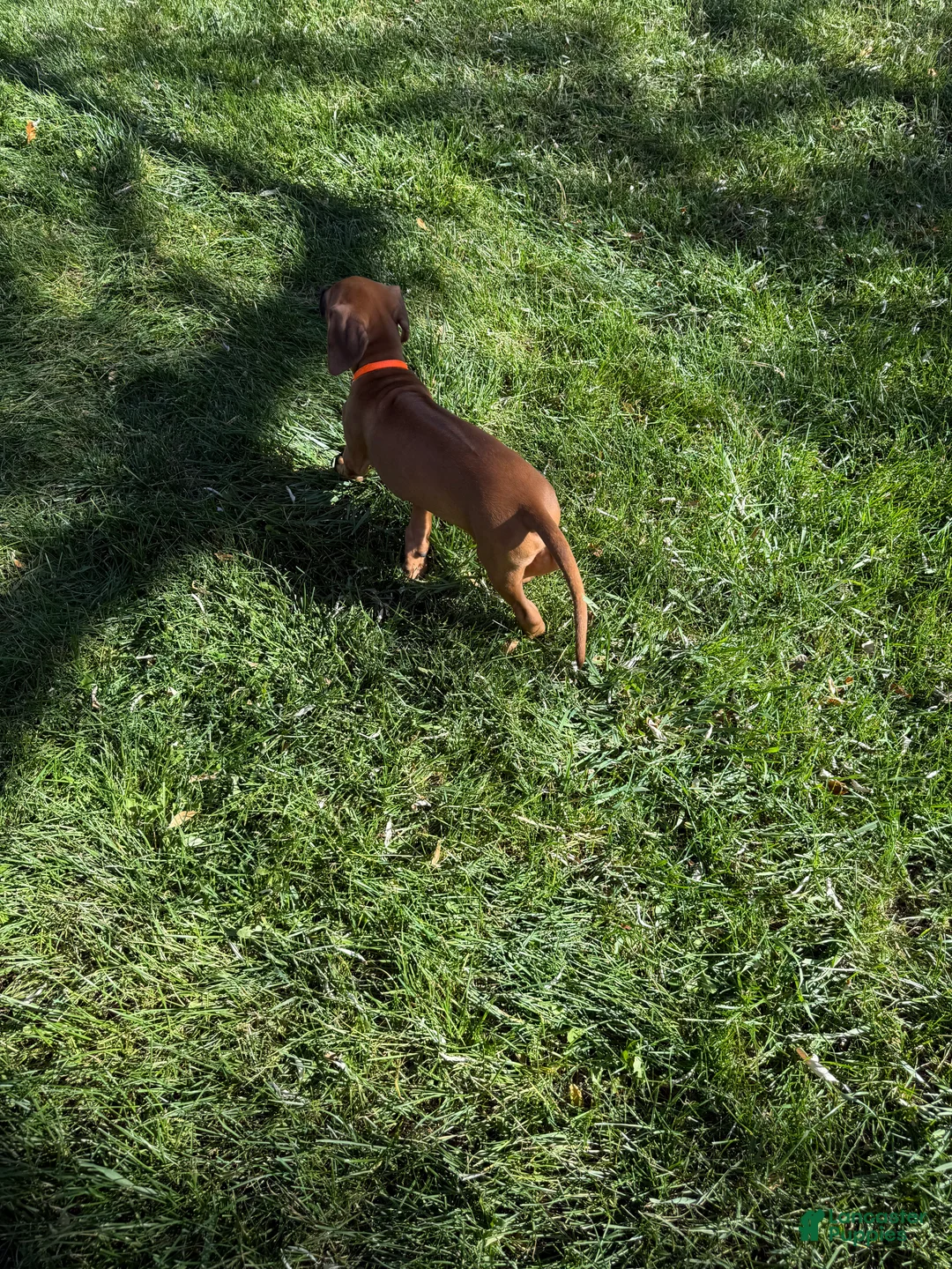 Rhodesian Ridgeback dogs for sale: Rhodesian Ridgeback 3 - Ad 2