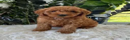 Mini Goldendoodle dogs for sale: Asher  - Ad 3