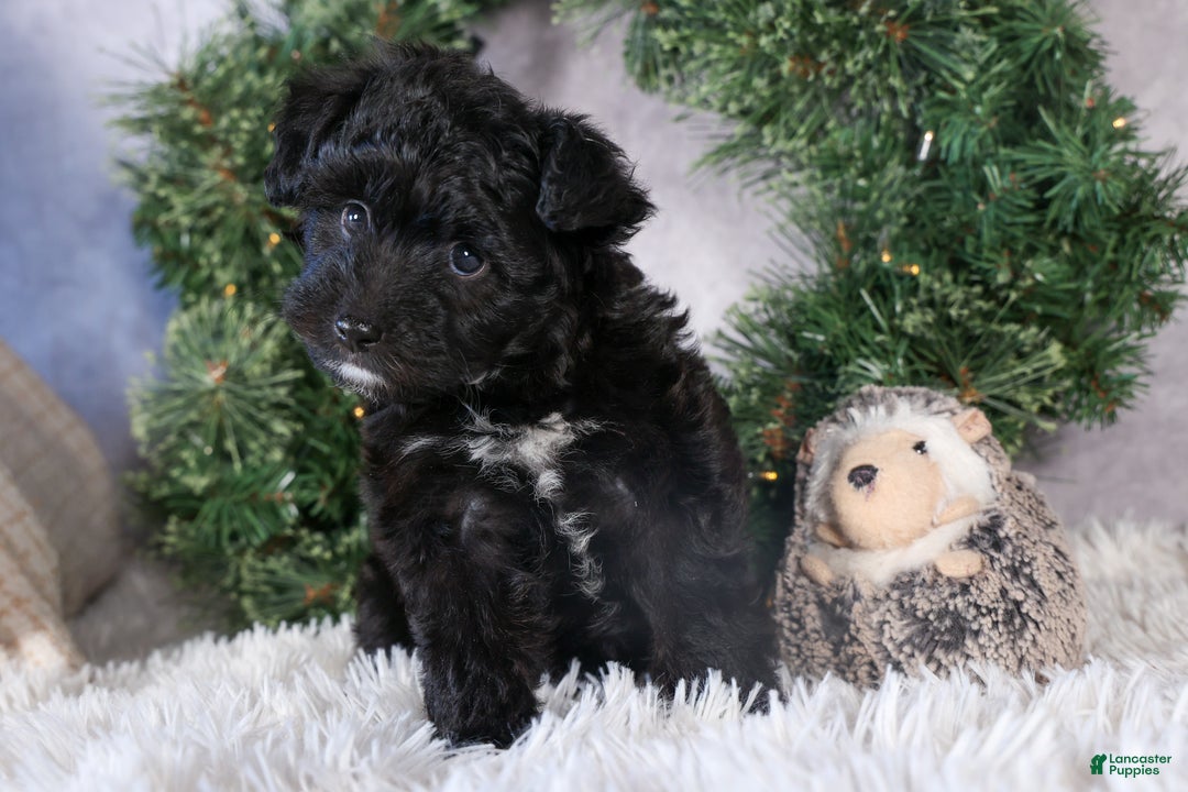Mini Aussiedoodle dogs for sale: Kit Kat - Ad 13