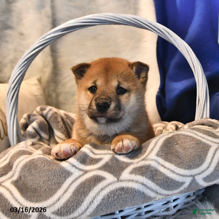 Shiba Inu dogs Rosie June - Ad 1