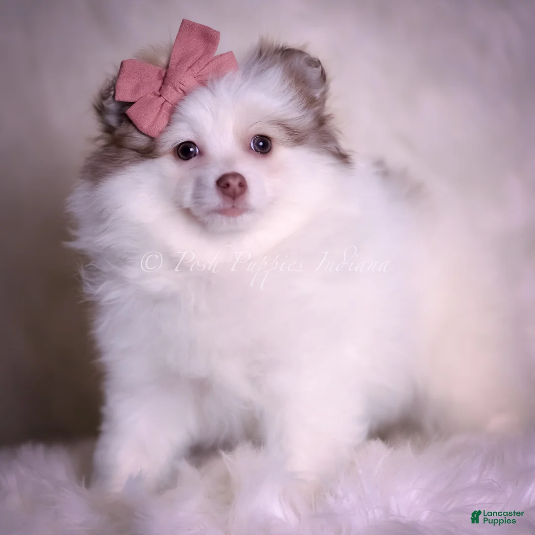 Pomeranian dogs for sale: Cammie - Ad 4