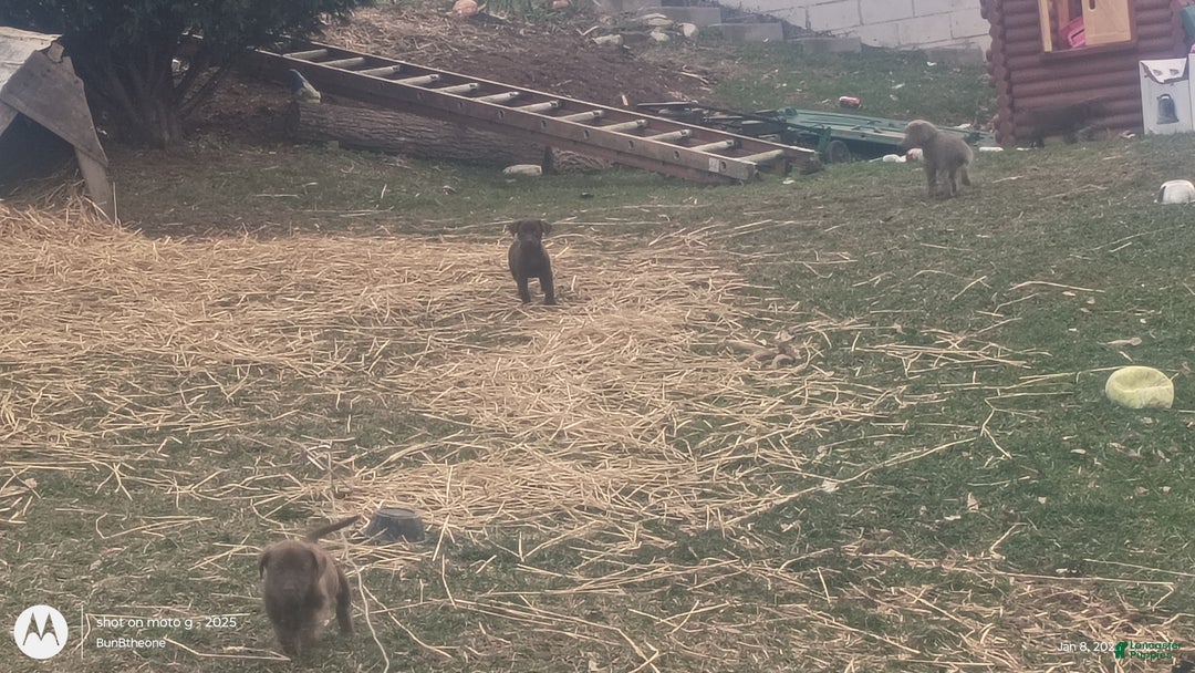 Labrador Retriever dogs for sale: Labrador Retriever Puppy 3 - Ad 9