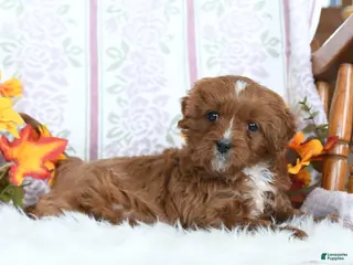 Cavapoo dogs Archie - Ad 4