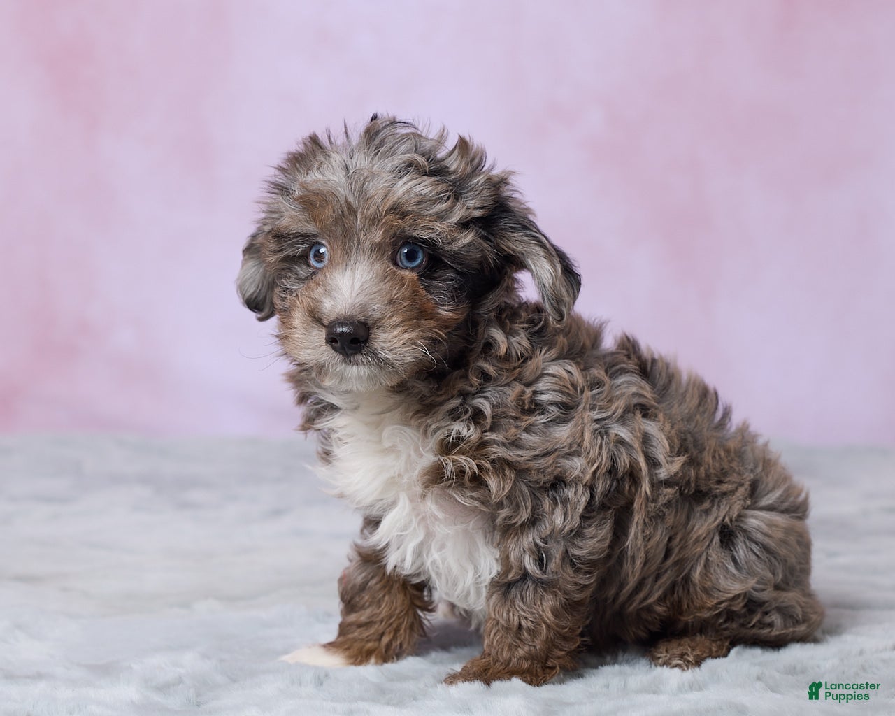 Aussiedoodle dogs Dallas - Ad 2
