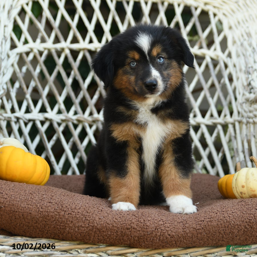Miniature Australian Shepherd dogs Zinniea - Ad 1