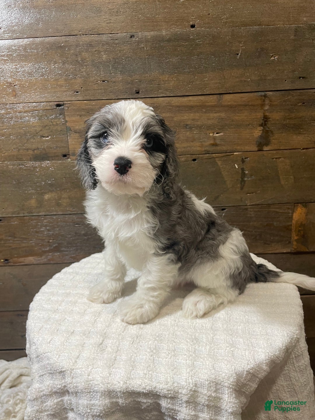 Cavapoo dogs for sale: Leo - Ad 3