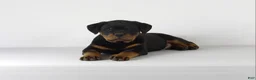 Rottweiler dogs for sale: Rottweiler Puppy 3 - Ad 8