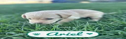 Labrador Retriever dogs for sale: Ariel - Ad 3