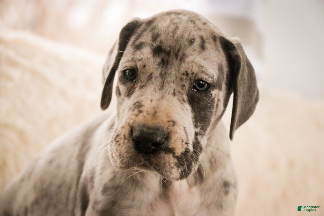 Great Dane dogs for sale: Percy - Ad 2