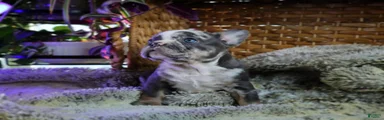 Darker Merle French Bulldog Puppy 3