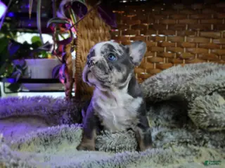 French Bulldog dogs for sale: Darker Merle French Bulldog Puppy 3 - Ad 1