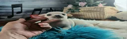 Chihuahua dogs for sale: Haleys cream boy. Hand Delivery  - Ad 9