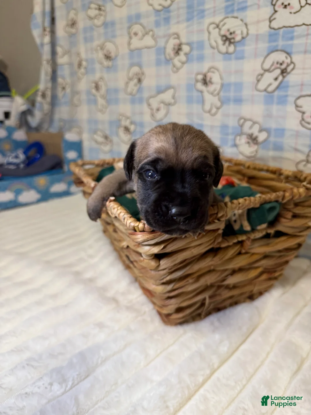 Cane Corso dogs for sale: elva-green collar  - Ad 2
