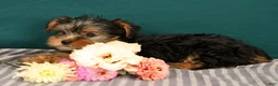 Yorkshire Terrier dogs for sale: Raven - Ad 5