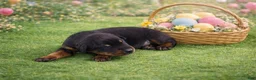 Doberman Pinscher dogs for sale: Erebus - Ad 1