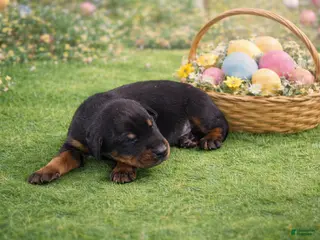 Doberman Pinscher dogs Erebus - Ad 6