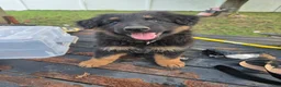 German Shepherd dogs for sale: Willow - Ad 2