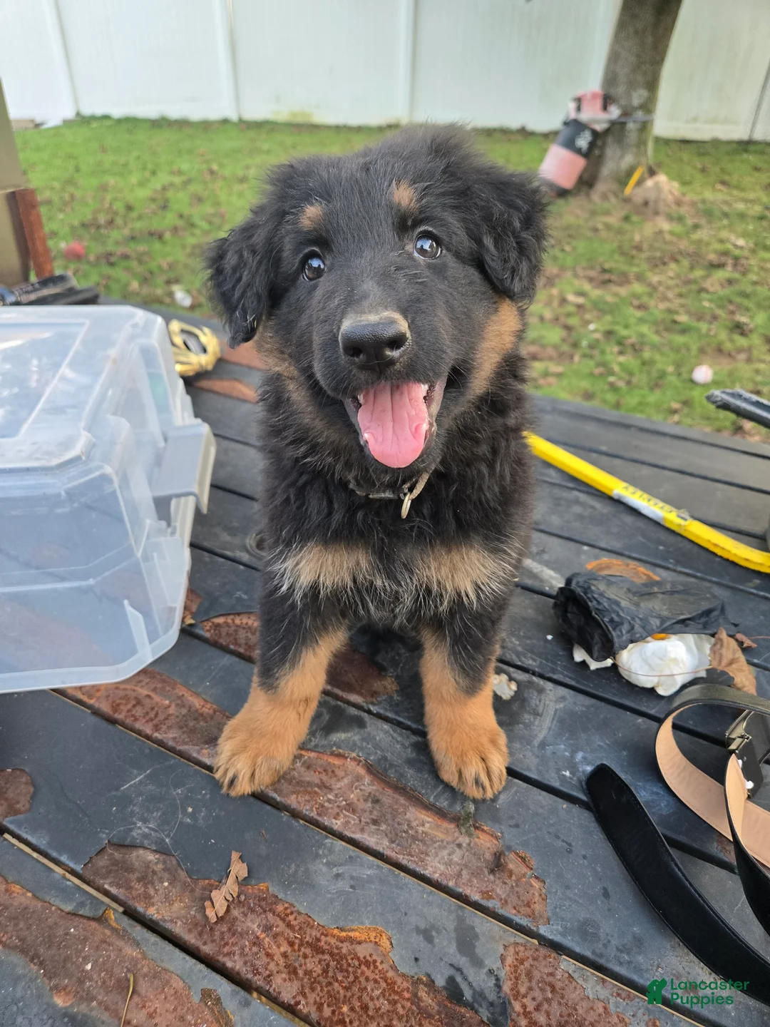 German Shepherd dogs for sale: Willow - Ad 2