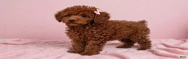 Toy Poodle 3