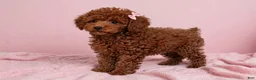 Toy Poodle dogs for sale: Toy Poodle 3 - Ad 1
