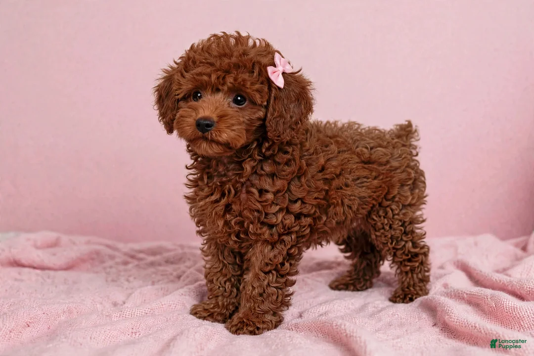 Toy Poodle dogs for sale: Toy Poodle 3 - Ad 1